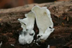 Hazel Bracket thumbnail 2