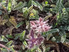 henderson's horkelia thumbnail 3