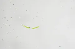 Closterium acutum thumbnail 3