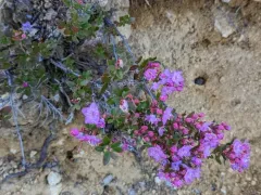 kalmiopsis thumbnail 3