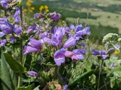 Stickystem Penstemon thumbnail 4