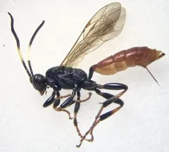 Ichneumon ultimus thumbnail 3