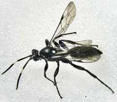 Ichneumon mendax thumbnail 2