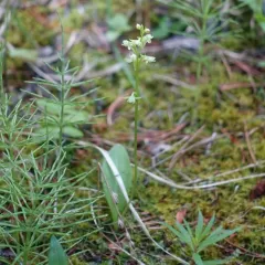 Blunt-leaved Rein Orchid thumbnail 2