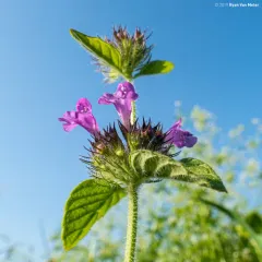 Wild Basil thumbnail 3