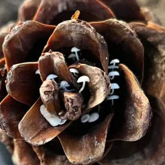 Strobilurus diminutivus thumbnail 4