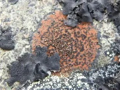 Rusty-rock Lichen thumbnail 3