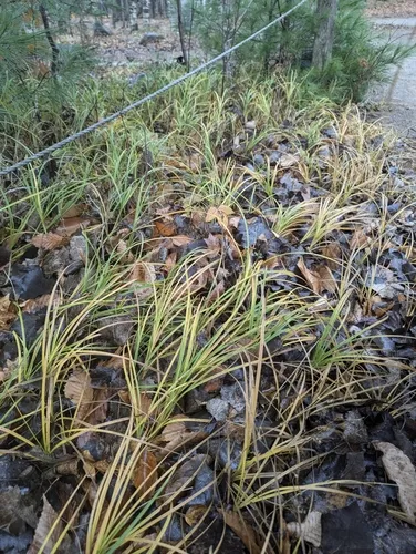 hairy sedge