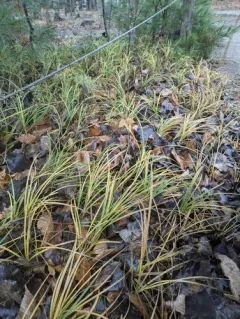 hairy sedge thumbnail 1