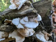 Crepidotus circinatus thumbnail 4