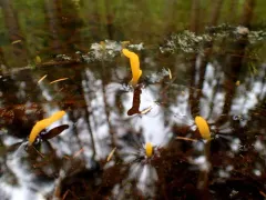 Mitrula borealis thumbnail 2