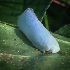 Northern Flatid Planthopper thumbnail 2