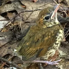 Wood Thrush thumbnail 2