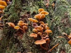Xeromphalina enigmatica thumbnail 3