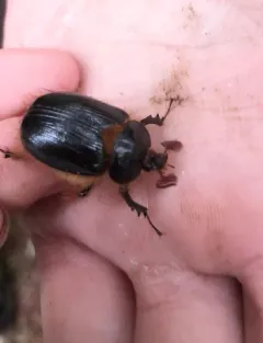 Pleocoma dubitabilis thumbnail 3