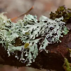 Brownish Monk's-hood Lichen thumbnail 4