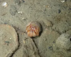 Alaskan Hermit Crab thumbnail 3
