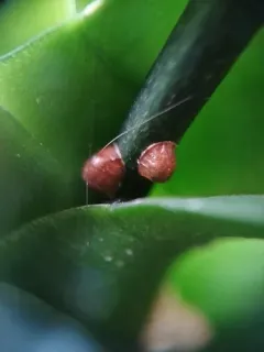 Hemispherical Scale thumbnail 3