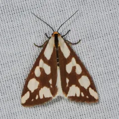 Confused Haploa Moth thumbnail 3