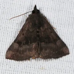 Gray-edged Snout thumbnail 4
