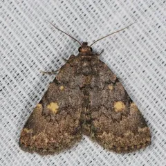 Common Idia Moth thumbnail 4