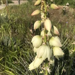 Great Plains yucca thumbnail 3