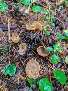 Otidea pseudoleporina thumbnail 4