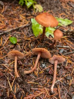 Laccaria nobilis thumbnail 4