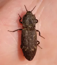 Short-horned Click Beetle thumbnail 4
