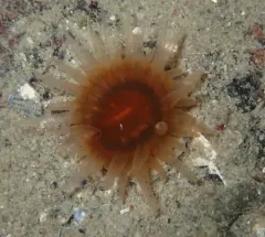 Caryophyllia alaskensis thumbnail 2