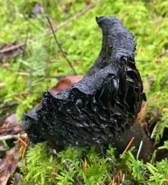 Blackening Russula thumbnail 4