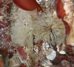 Spiral Bryozoan thumbnail 3
