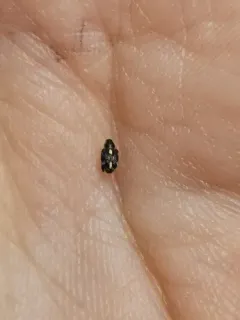 Smartweed Node Weevil thumbnail 3