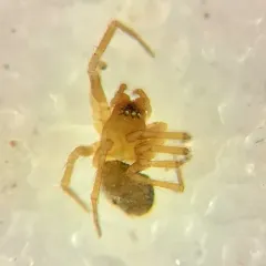 Mermessus maculatus thumbnail 1