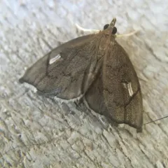 Titian Peale's Moth thumbnail 3