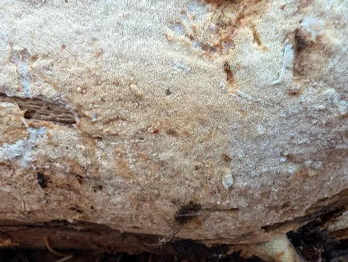 Butyrea luteoalba