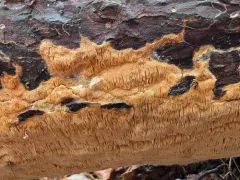 Fibroporia radiculosa thumbnail 4