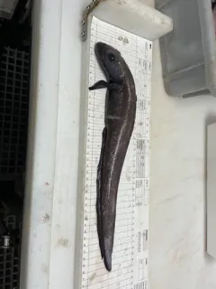Atlantic Eelpout thumbnail 2