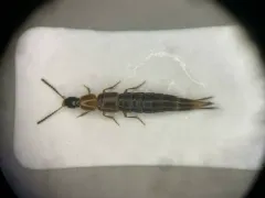 Heterothops fusculus thumbnail 1