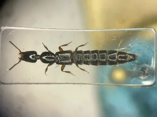 Phacophallus parumpunctatus