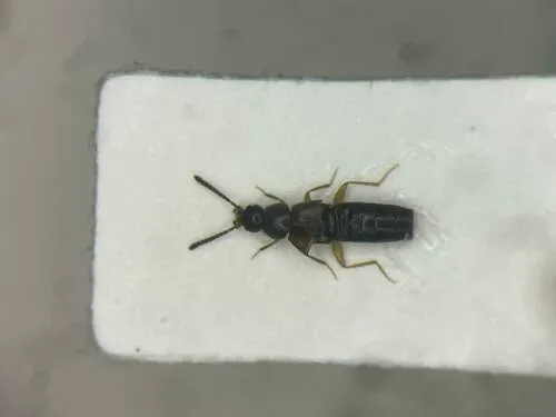 Strigota ambigua