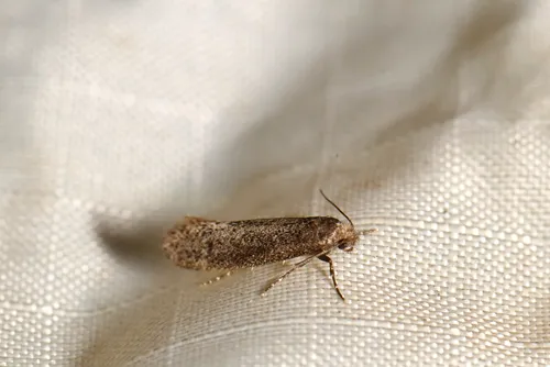 Elatobia carbonella