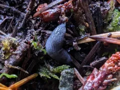 Blue-gray Taildropper thumbnail 1