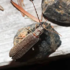 Angled False Blister Beetle thumbnail 3