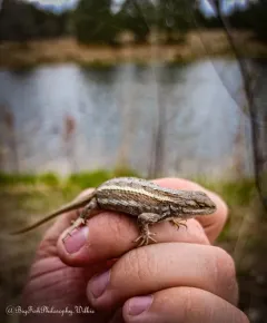 Prairie Lizard thumbnail 3