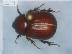 Aphonus castaneus thumbnail 2