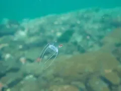 Solmundaegina nematophora thumbnail 2