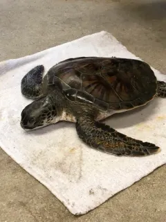 Green Sea Turtle thumbnail 3