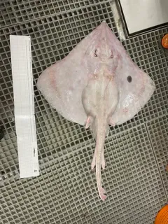 Spinytail Skate thumbnail 4