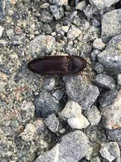 Ampedus rhodopus thumbnail 4